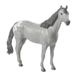 Toffee - Appaloosa Sporthorse