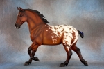 Bay Blanket Appaloosa