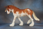 Chestnut Sabino Clydesdale Stallion