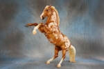 Glossy Palomino Decorator Fighting Stallion