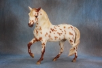 Chestnut Leopard Appaloosa Marabella