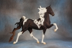 Sun-Faded Black Homozygous Tobiano Racking American Saddlebred