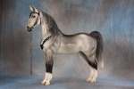 Glossy Dapple Grey Western Horse With Black and Silver Saddle